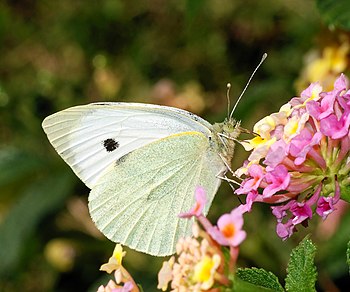 Small White butterfly (Pieris rapae)