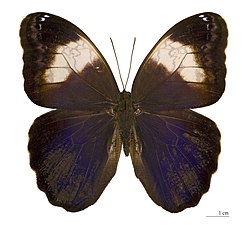 Caligo martia (Dosis). 
 jpg