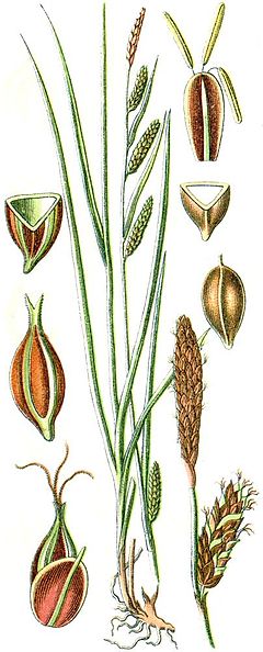Description de l'image Carex binervis.jpg.