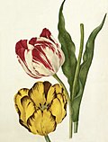 Caroline Maria Applebee, the Claude and Duke of Sutherland tulips