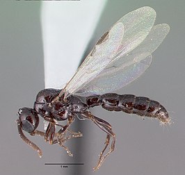 Cerapachys davisi