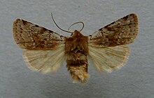 Cerastis rubricosa