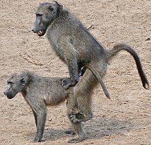 Two baboons mating Chacma Baboons (Papio ursinus) mating (31969339340).jpg