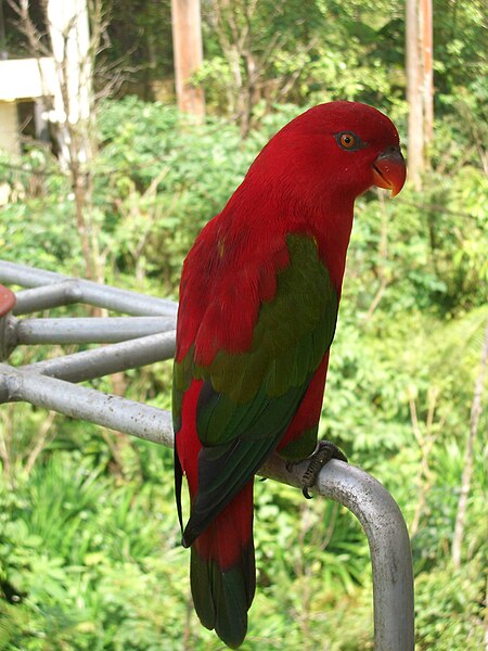 450px-Chattering_Lory_%28Lorius_garrulus%293.jpg