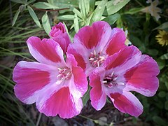 Satin Flower - Clarkia amoena 'Grace Rose'