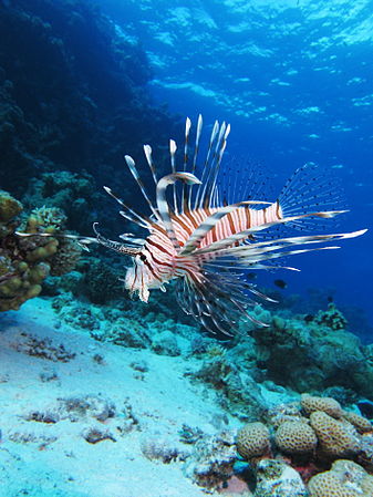 埃及紅海沙布厄尔格礁（Shaab El Erg reef）的斑鰭蓑鮋（Pterois miles）。