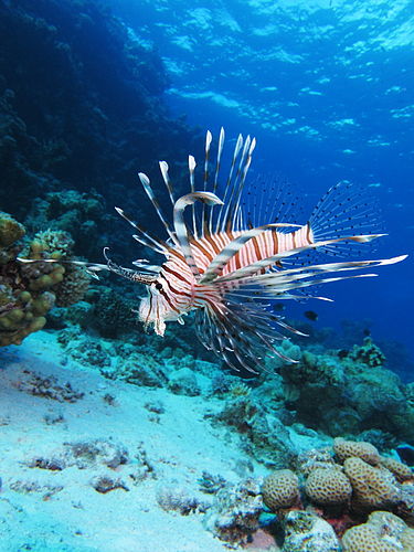 Индийская крылатка (Pterois miles) в Красном море у побережья Египта