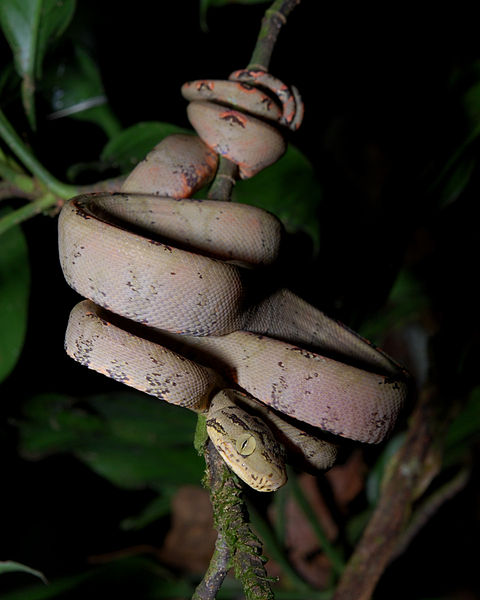 File:Corallus hortulanus in Ecuador.jpg