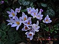 Crocus imperati 'De Jager' group