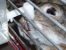 L'élevage du Lapin dans LAPIN - LIEVRE 220px-Domestic-rabbit-drinking-water