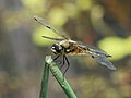 Four-spotted Chaser