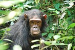 תמונה ממוזערת עבור מלחמת השימפנזים בגומבה