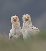 Couple de Percnoptères d'Égypte dans le parc