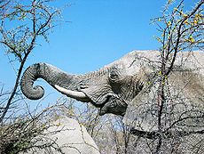Elephant grasping thorn tree by mexikids.jpg