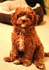 Cavapoo puppy