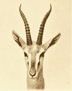 Description de l'image Eudorcas albonotata head.jpg.