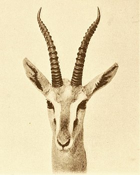 Gazela-de-mongalla