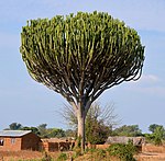 A tree towering over brick buildings