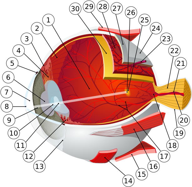 Human eye diagram