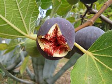 A fig exposing its many tiny matured, seed-bearing gynoecia. These are pollinated by the fig wasp, Blastophaga psenes. In the cultivated fig, there are also asexual varieties. Ficus plant.jpg