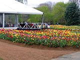 Cafe amongst the tulips, 2005