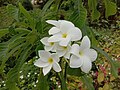 Flowers of Plumeria pudica in West Bengal, India.