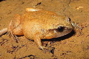 Peeping Whistlefrog (Austrochaperina fryi)