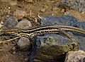 Hembra de G. galloti eisentrauti en Tenerife.