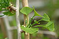 Weiblicher Blütenstand des Ginkgo an einem Zweig