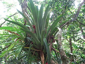 Glomeropitcairnia penduliflora