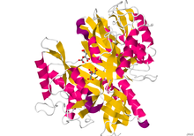 Glutaminase.png