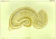 Drawing by Camillo Golgi of a hippocampus stained using the silver nitrate method Golgi Hippocampus.jpg