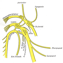 Nervus glossopharyngeus