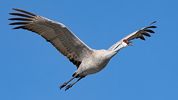 A sandhill crane in flight Grus canadensis in flight-2618.jpg