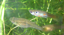 Figure 5b: Endler's Trinidadian guppies (Poecilia reticulata) Guppy CS pair 4 20130113.jpg