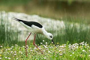 L'Échasse blanche (Himantopus himantopus) est un échassier limicole.