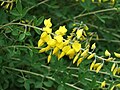 Lemnul bobului (Cytisus nigricans)