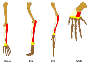 Homologous bones in the limbs of tetrapods. The bones of these animals have the same basic structure, but have been adapted for specific uses. Homology vertebrates-en.svg