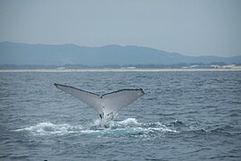 Сосальщик горбатый кит (4) .jpg