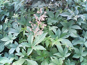 환삼덩굴(Humulus Japonicus)