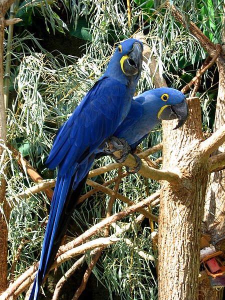 File:Hyacinth Macaws at the Tennessee Aquarium.jpg