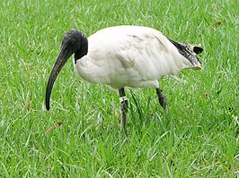 Australische witte ibis