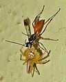 An Indian spider wasp carrying a jumping spider in Tumkur, India