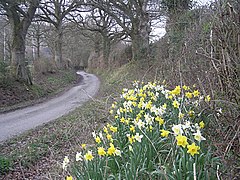 Lane near the Adventure Camp - geograph.org.uk - 1232312.jpg