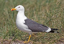 Larus fuscus graellsii; İngiltere