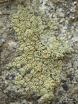 Vaxtarga (Lecanora polytropa) á grjóti í Suður-Kaliforníu.