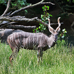 Lesser Kudu.jpg