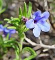 Steinsame (Lithodora diffusa)