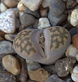 Lithops julii