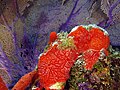 Monanchora arbuscula (Red encrusting sponge). 
 jpg